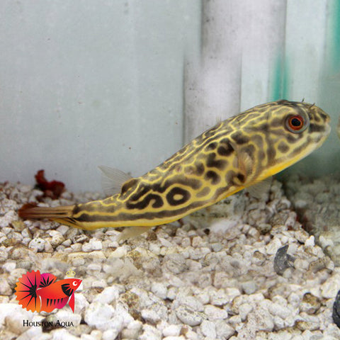 MBU Puffer Size 6.5''