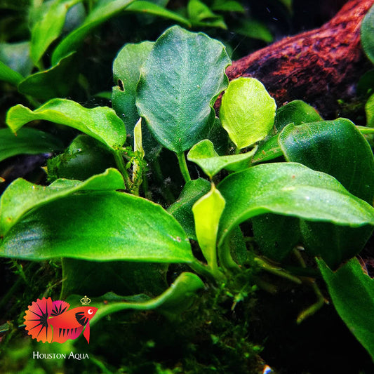 Anubias Nana Paxing Compact