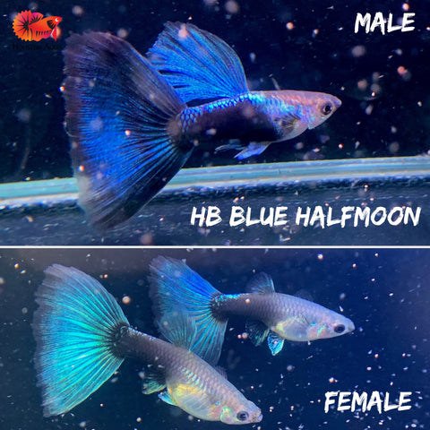 Fancy Half Black Blue Halfmoon (HB Blue Guppy)