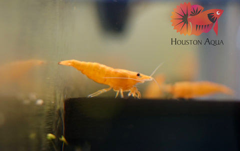 Pumpkin Shrimp - Neocaridina Shrimp - Grade SSS++