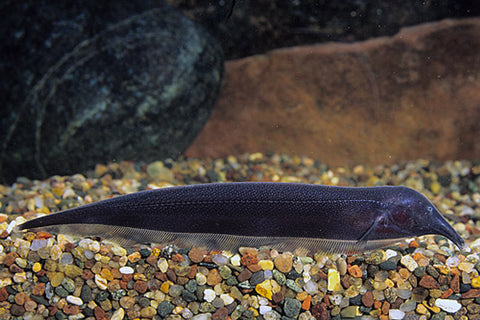 Elephant Nose Knife Fish