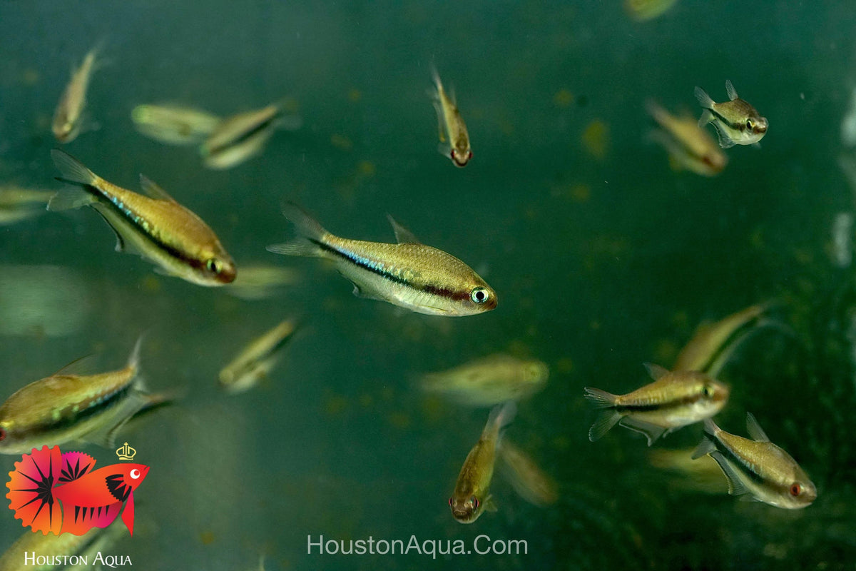 Emperor Tetra - Aquarium Fish for AquaScape Tank