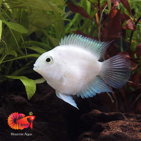 Platinum Parrot Cichlid Ballon size 1.5"