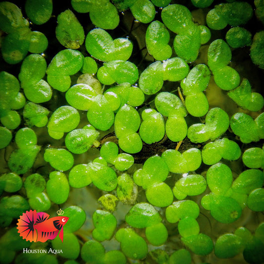 Duckweed (Lemna Minor) - Buy 1 Get 1 with Houston Aqua