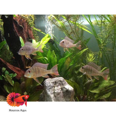 Red Head Geopharus 2”