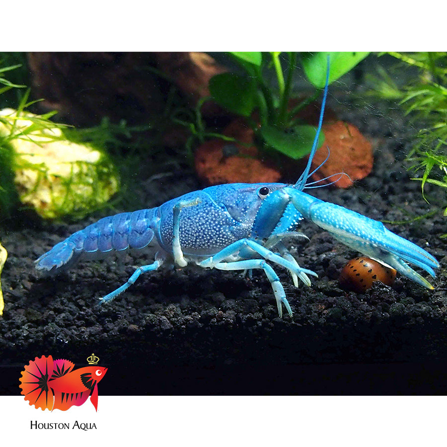 Electric Blue Lobster - Rare in Houston Aqua