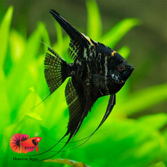 Black Marble Angel Fish size 3.5”