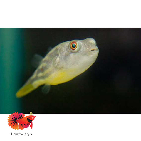 Fahaka Puffer size 3"