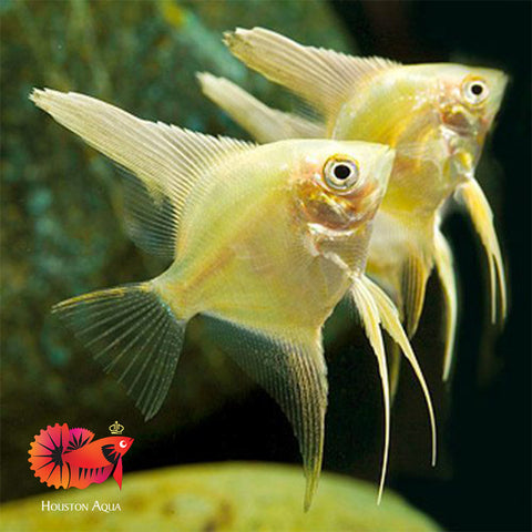 Gold Angel Fish