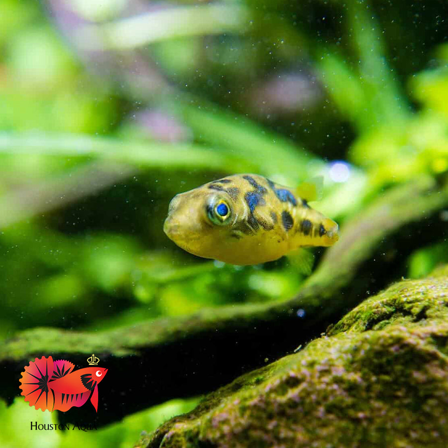 Dwarf Mini Puffer Fish - Pea Puffer – Houston Aqua