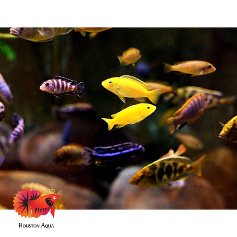 (Pack of 1) Mixed Color African Cichlids size 1.8”