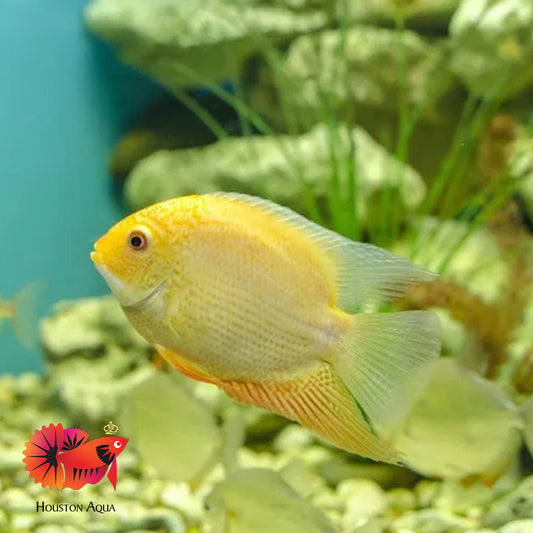 Gold Severum Cichlid (size 4")