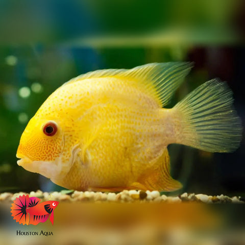 (Limited Stock) Gold Red Spot Severum Cichlid (size 5-5.5”) Large