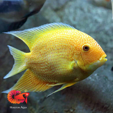 (Limited Stock) Gold Red Spot Severum Cichlid (size 5-5.5”) Large