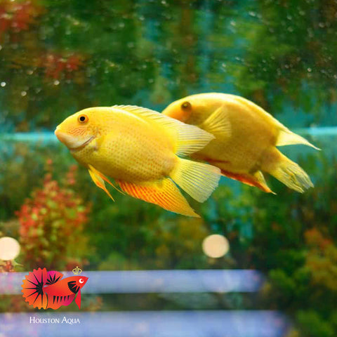 (Limited Stock) Gold Red Spot Severum Cichlid (size 5-5.5”) Large