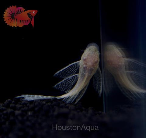Albino Longfin Pleco