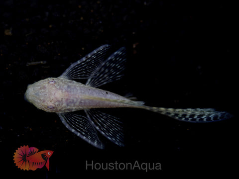 Albino Longfin Pleco