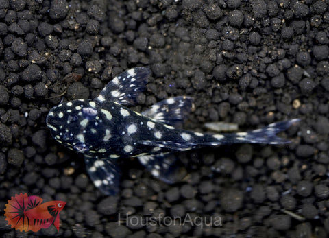 L471 - White Spotted Dwarf Hypancistrus size 4”