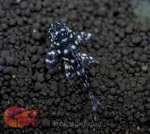 L471 - White Spotted Dwarf Hypancistrus size 4”