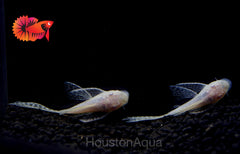 Albino Longfin Pleco