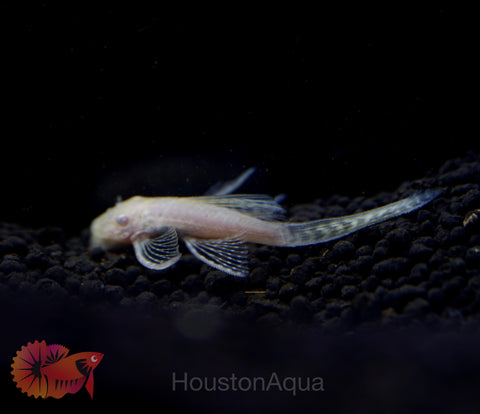 Albino Longfin Pleco