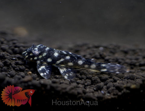 L471 - White Spotted Dwarf Hypancistrus size 4”