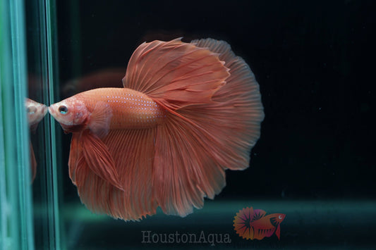 Super Orange Solid Over Halfmoon