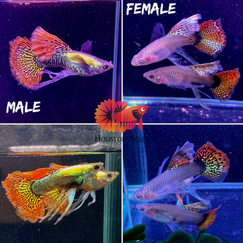 "New Gene" Dumbo Red Dragon RIBBON BDS Halfmoon Guppy