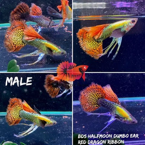 "New Gene" Dumbo Red Dragon RIBBON BDS Halfmoon Guppy