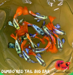 Dumbo Red Tail