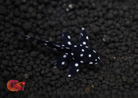 L240 - Galaxy Vampire Pleco size 3.5-4”