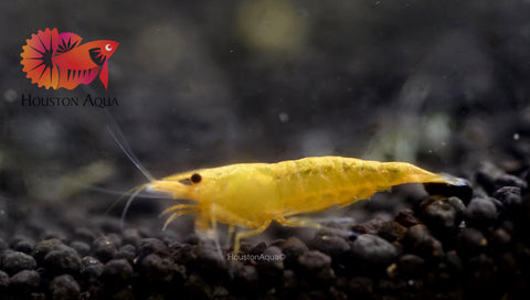 Pumpkin Shrimp - Neocaridina Shrimp - Grade SSS++