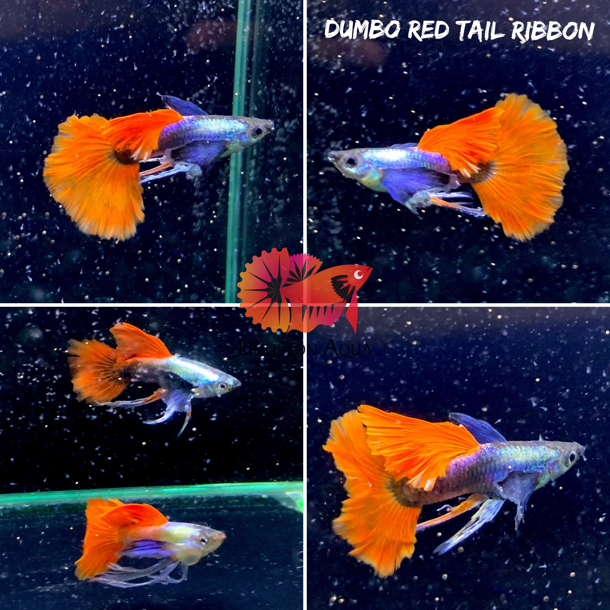Dumbo Red Tail