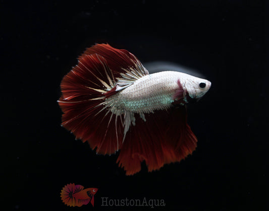 Red Dragon Over Halfmoon