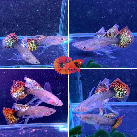 "New Gene" Dumbo Red Dragon RIBBON BDS Halfmoon Guppy