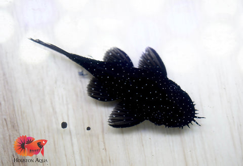 L183 - Starlight Bristlenose Pleco size 2.5”