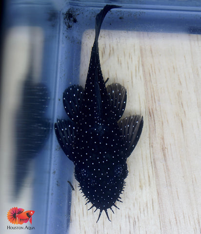 L183 - Starlight Bristlenose Pleco size 2.5”