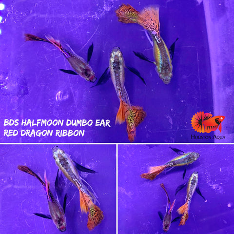 "New Gene" Dumbo Red Dragon RIBBON BDS Halfmoon Guppy