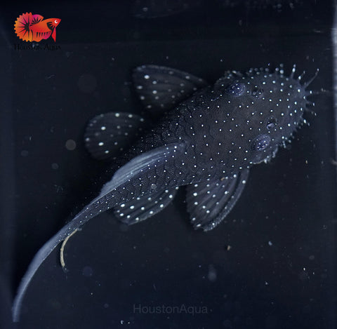 L183 - Starlight Bristlenose Pleco size 2.5”