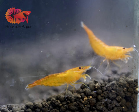 Pumpkin Shrimp - Neocaridina Shrimp - Grade SSS++