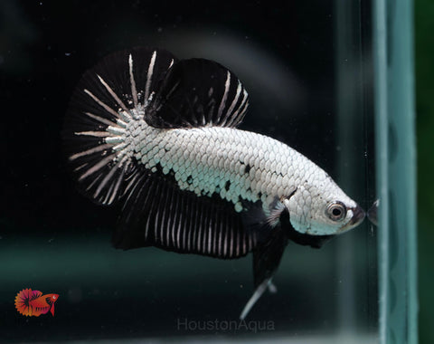 Black Dragon Halfmoon Plakat