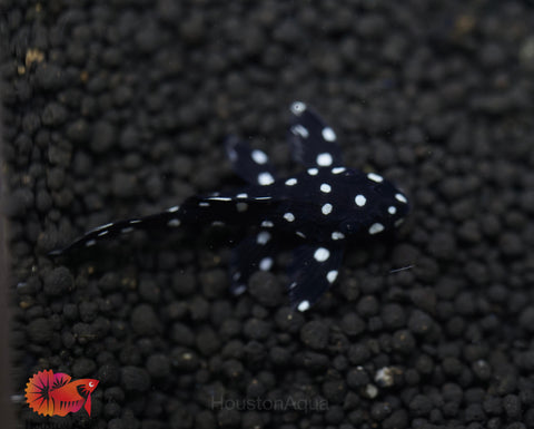 L240 - Galaxy Vampire Pleco size 3.5-4”