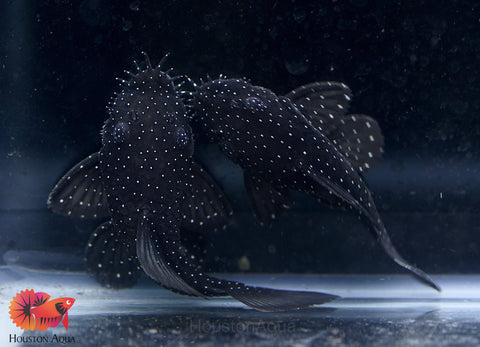 L183 - Starlight Bristlenose Pleco size 2.5”
