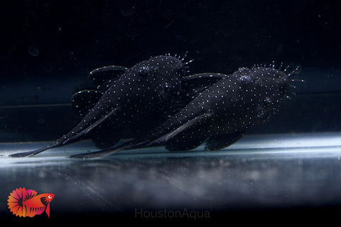 L183 - Starlight Bristlenose Pleco size 2.5”