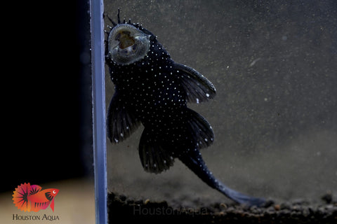L183 - Starlight Bristlenose Pleco size 2.5”