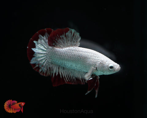 Red Snow Dragon Over Halfmoon Plakat