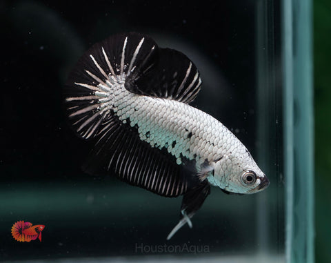 Black Dragon Halfmoon Plakat