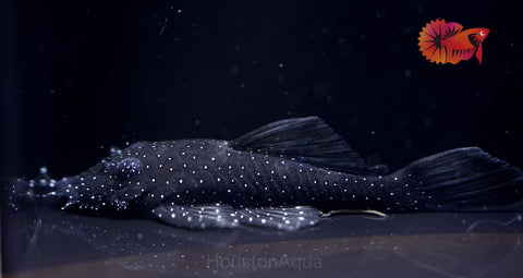 L183 - Starlight Bristlenose Pleco size 2.5”