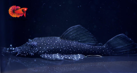 L183 - Starlight Bristlenose Pleco size 2.5”