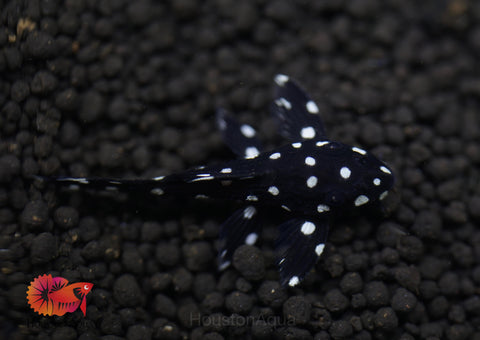 L240 - Galaxy Vampire Pleco size 3.5-4”